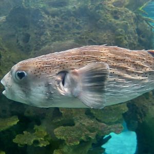 Spot-Fin Porcupinefish (Diodon hystrix)