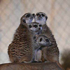 May 2025: Desert's Edge, meerkats