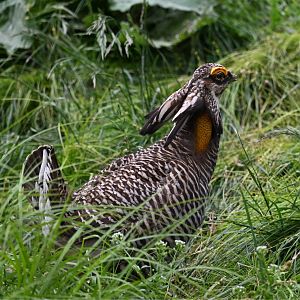 May 2025: North American Prairie Aviary, greater prairie chicken