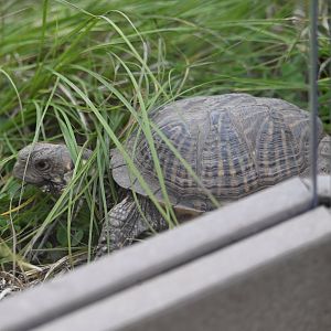 May 2025: Ornate box turtle