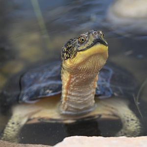 May 2025: Blanding's turtle