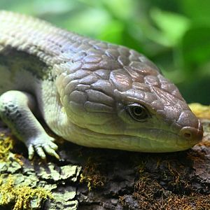 May 2025: Australia House , blue-tongued skink
