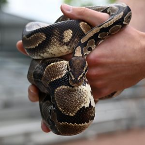 May 2025: Nature Stage, ball python