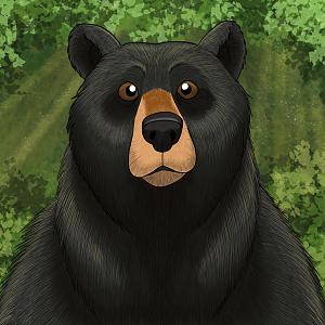 Black Bear