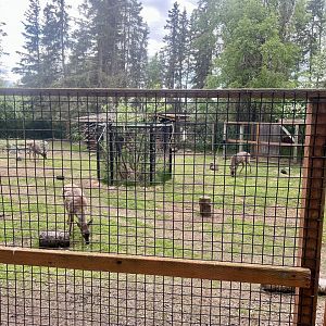Sitka-blacktail Deer enclosure