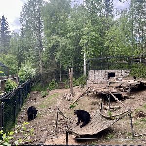 American Black Bear enclosure