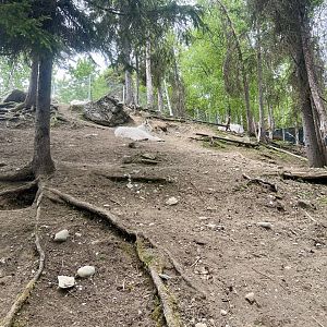 Mountain Goat Enclosure