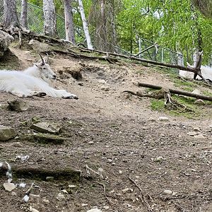 Mountain Goats