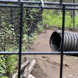 Coyote Enclosure
