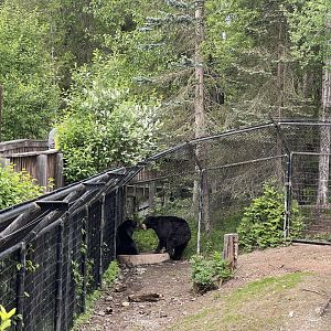 American Black Bears