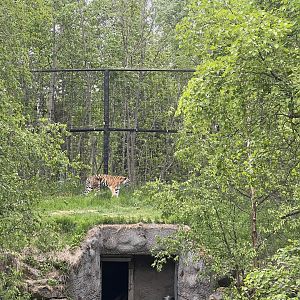 Amur Tiger
