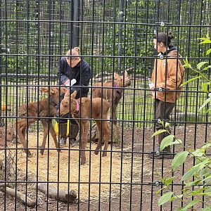 Orphaned Moose Calves