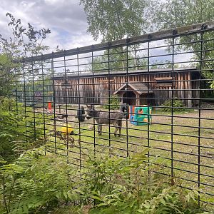 Domestic Ass Enclosure