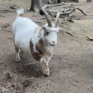 Domestic Goat