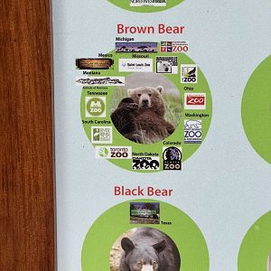 The Alaska Zoo:  Sourcing Brown Bears all over North America