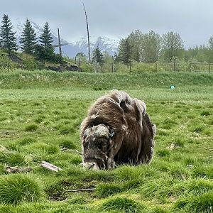 Musk Ox