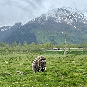 Musk Ox