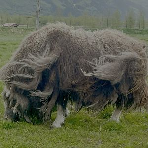 Musk Ox