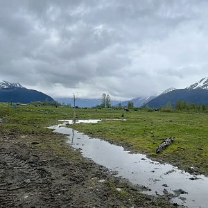 Current breeding herd Wood Bison Pasture