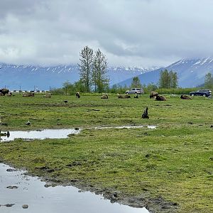 Wood Bison breeding herd