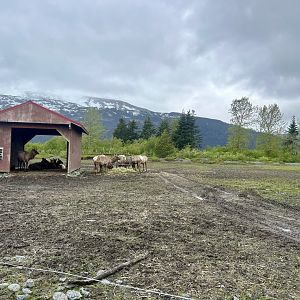 Cow Elk enclosure