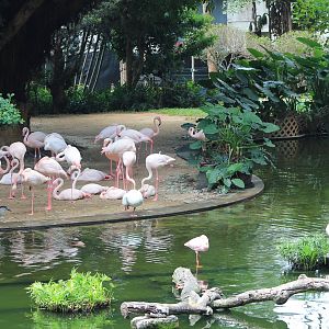 Bird Lake, Kowloon Park