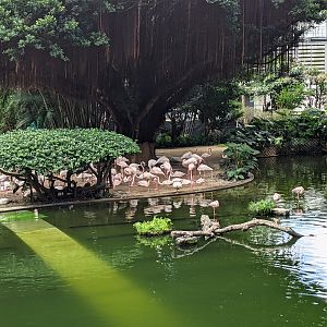 Bird Lake, Kowloon Park