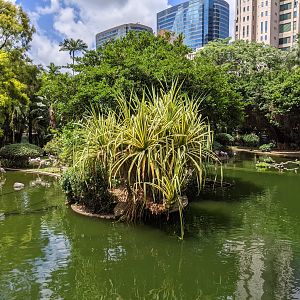 Bird Lake, Kowloon Park