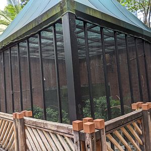 Aviary for Great Hornbill (Buceros bicornis)