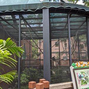 Aviary for White-crowned Hornbill (Berenicornis comatus)