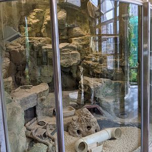 Meerkat (Suricata suricatta) enclosure