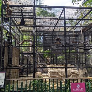Cage for Buff-cheeked Gibbons (Nomascus gabriellae)