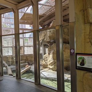 Small-clawed Otter (Aonyx cinereus) enclosure