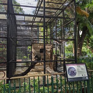 Cage for De Brazza's Monkey (Cercopithecus neglectus)