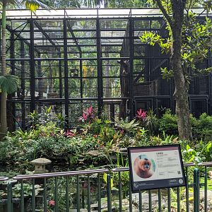 Cage for Buff-cheeked Gibbons (Nomascus gabriellae)