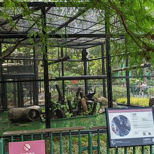 Cage for Siamang (Symphalangus syndactylus)