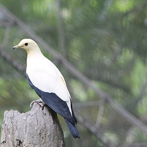 Pied Imperial Pigeon (Ducula bicolor)