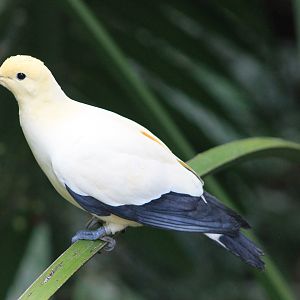 Pied Imperial Pigeon (Ducula bicolor)