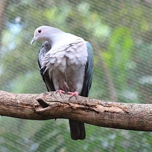 Green Imperial Pigeon (Ducula aenea)