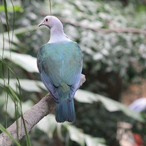 Green Imperial Pigeon (Ducula aenea)