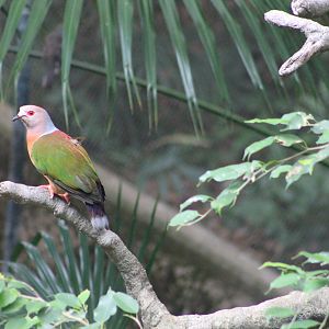 Purple-tailed Imperial Pigeon (Ducula rufigaster)