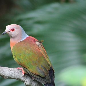 Purple-tailed Imperial Pigeon (Ducula rufigaster)