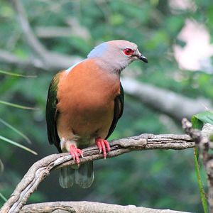 Purple-tailed Imperial Pigeon (Ducula rufigaster)