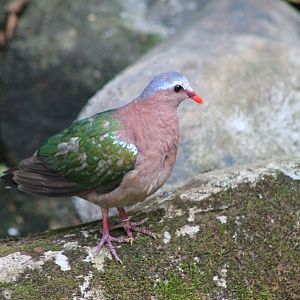 Grey-capped Emerald Dove (Chalcophaps indica)