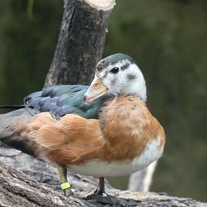 African Pygmy Goose - Zoo København - 26.05.25
