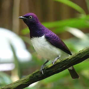 male Amethyst Starling - Zoo København - 26.05.25
