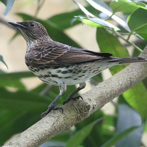 female Amethyst Starling - Zoo København - 26.05.25