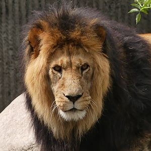 male Asiatic Lion - Zoo København - 26.05.25