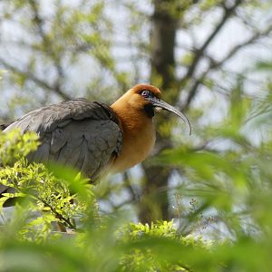 Black Faced Ibis - Zoo København - 26.05.25