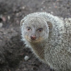 Banded Mongoose - Zoo København - 26.05.25